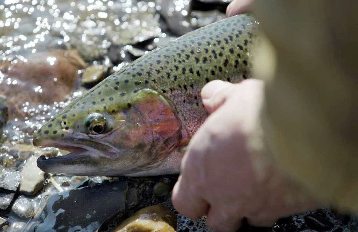 In this Tuesday, March 13, 2012 photo, Chris Melohusky releases a steelhead trout he caught in Buffalo Creek during the warm winter weather in Elma, N.Y. The scant snowfall this winter will continue to affect Northeast waterways this spring as the feeble snowpack melts away. Not only was this the fourth-warmest winter on record in the 48 contiguous states, but it was drier than average too. The Northeast Regional Climate Center at Cornell University reports below-average snow cover this winter at tracking stations from Maine to West Virginia. (AP Photo/David Duprey)