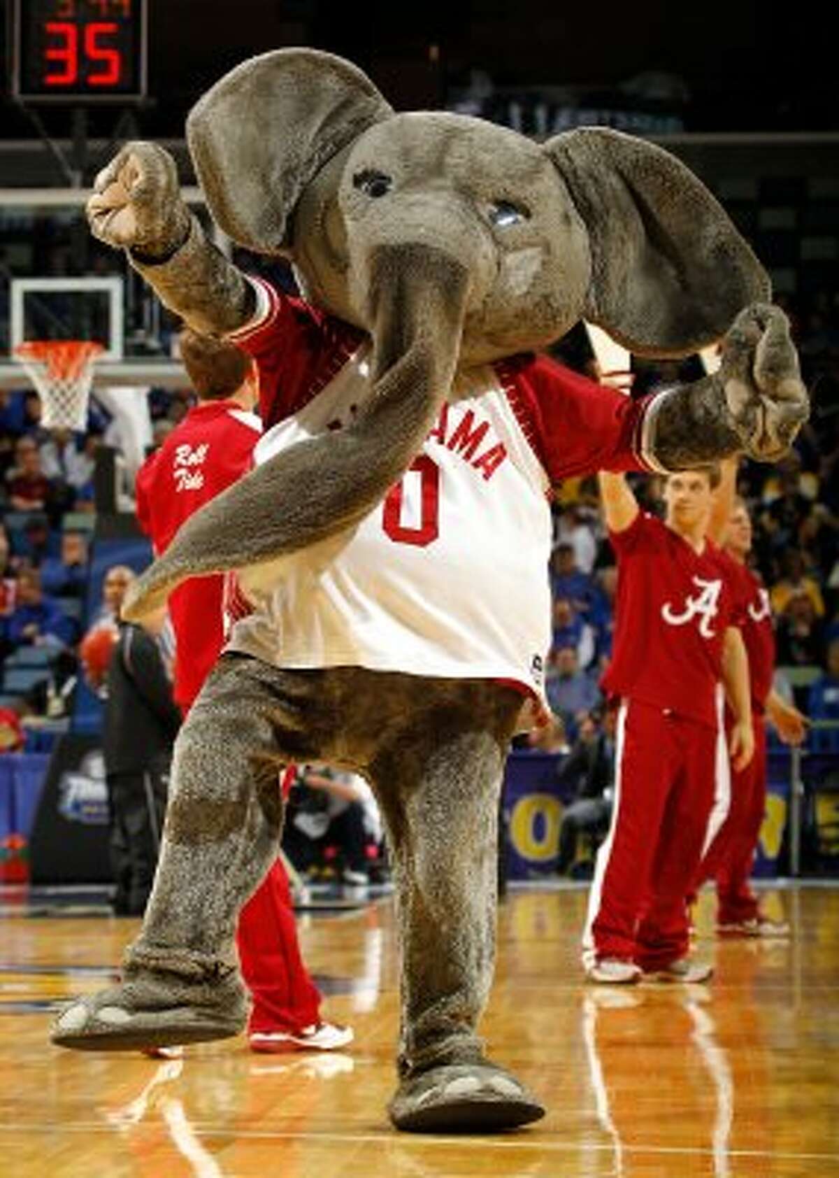 Big Al, the mascot for the Alabama Crimson Tide, seems to be having some sort of trunk malfunction. (Chris Graythen / Getty Images)