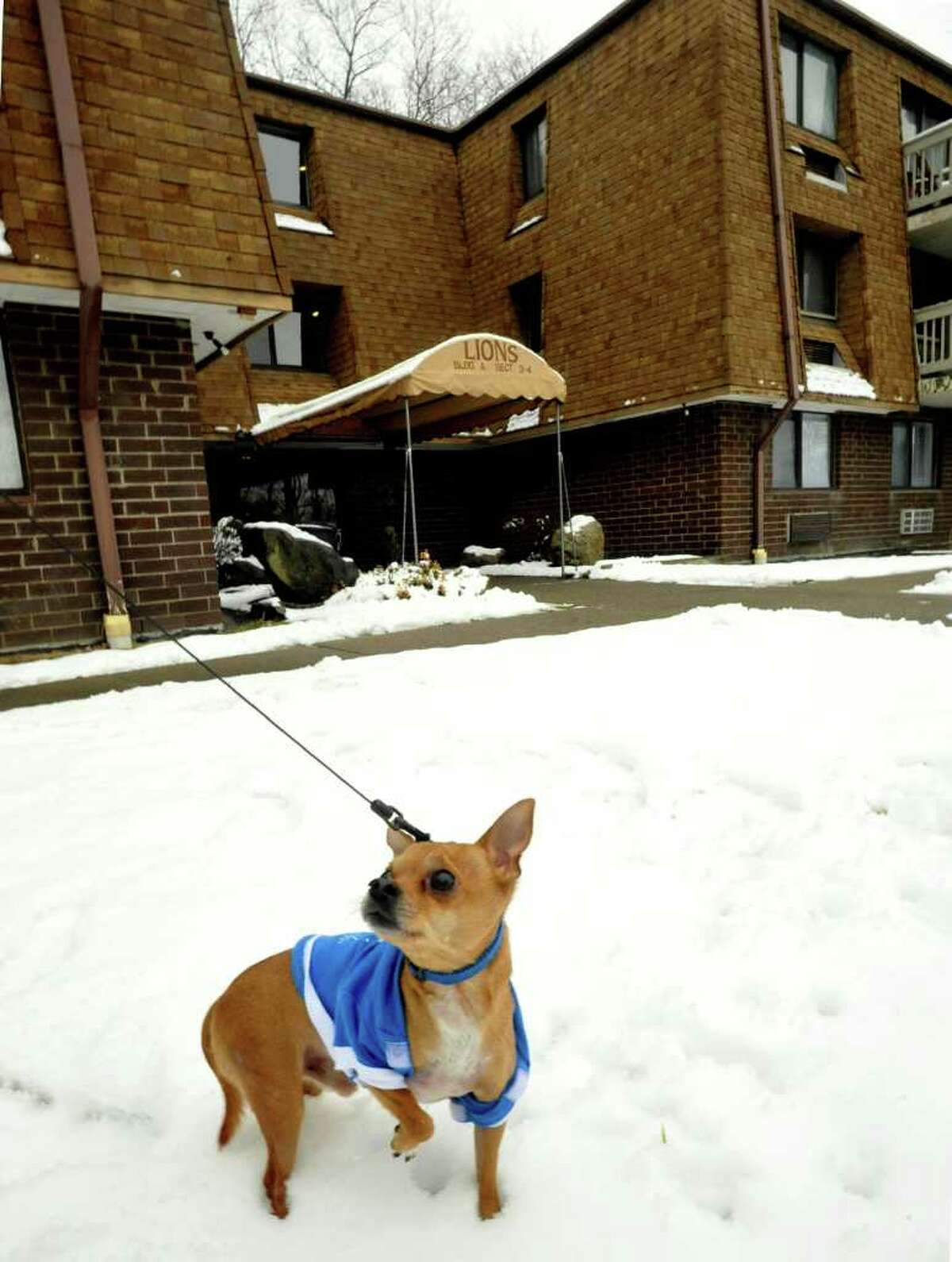 Georgie the chihuahua stands outside a Danbury condonium Friday, Feb. 24, 2012. The condo board has said Georgie cannot stay with the Banks.