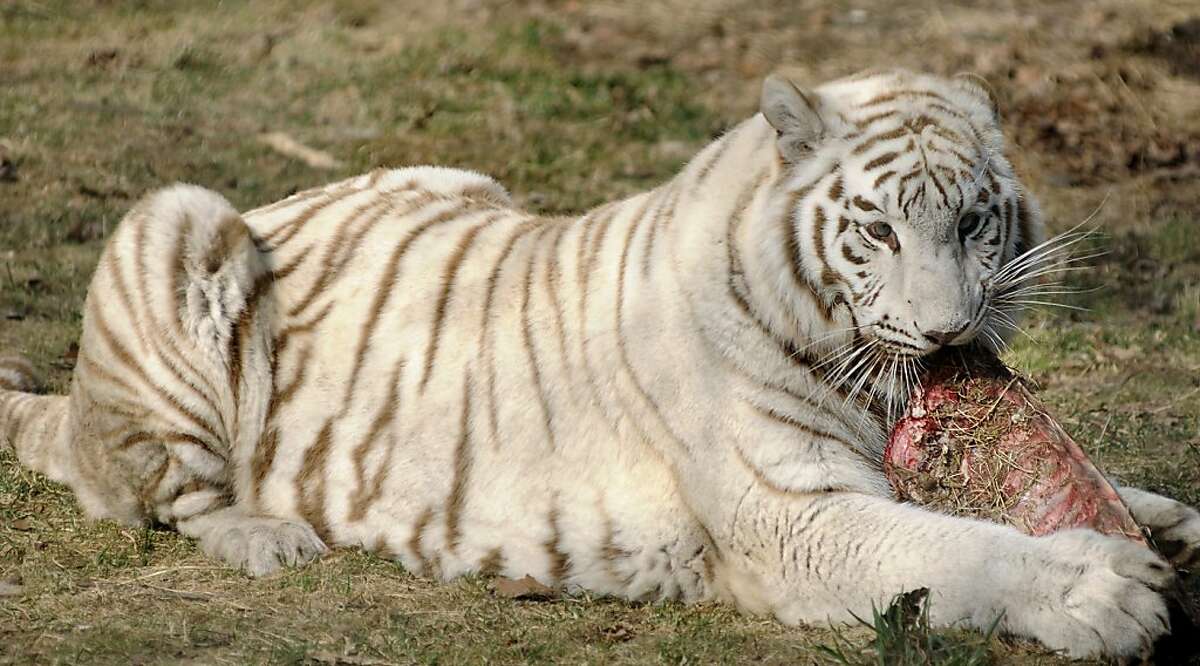 Тигр есть мясо. Белый бенгальский тигр. Белый тигр и бенгальский тигр. Бенгальский белый тигр красная книга. Бенгальский тигр питается.