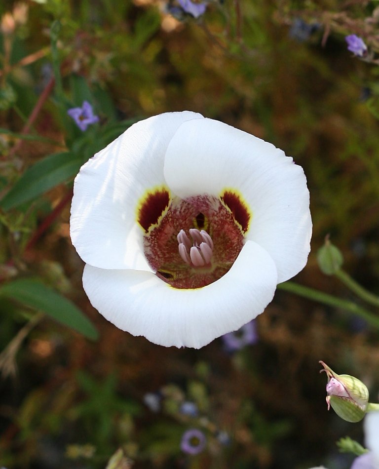 California native bulbs rooted in history