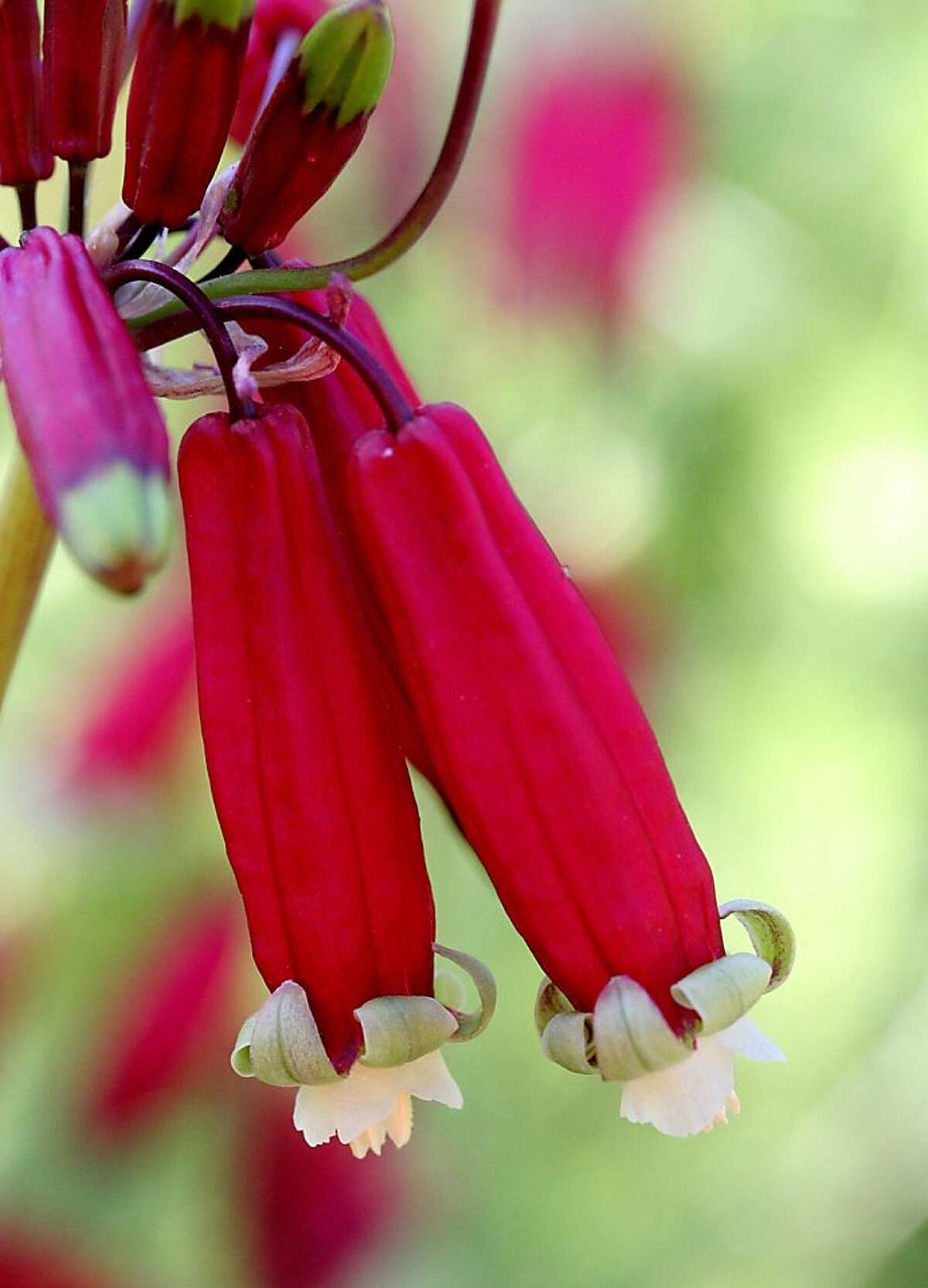 California native bulbs rooted in history