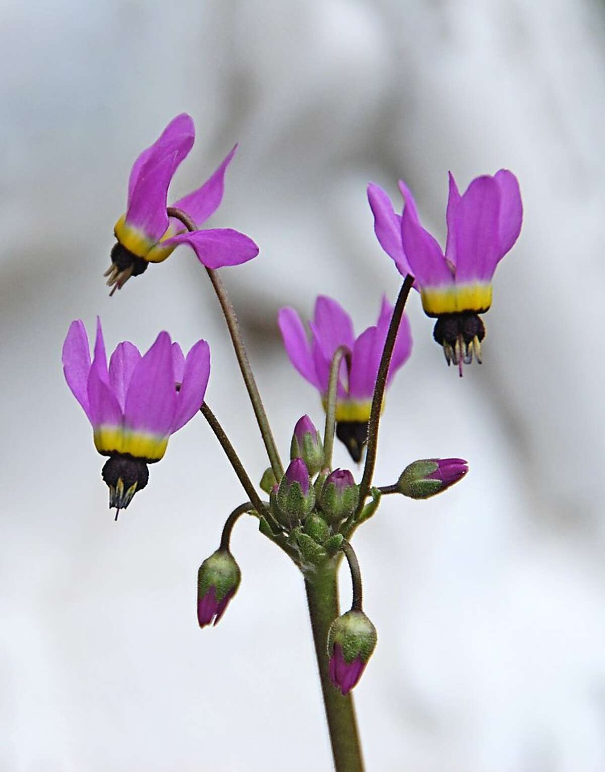California native bulbs rooted in history