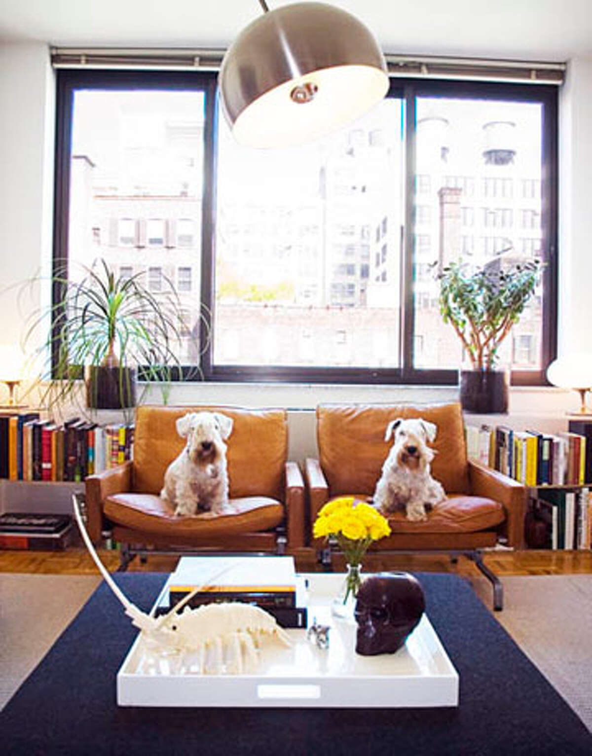 Adorable Dogs (and a Cute Cat) in Designer Rooms