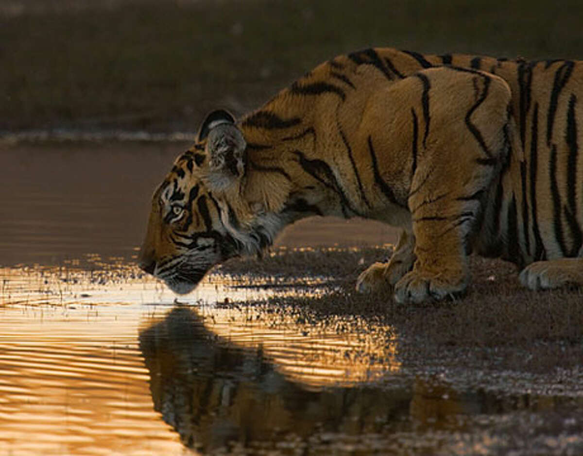 Award-Winning Wildlife Photos From The National Wildlife Federation's ...