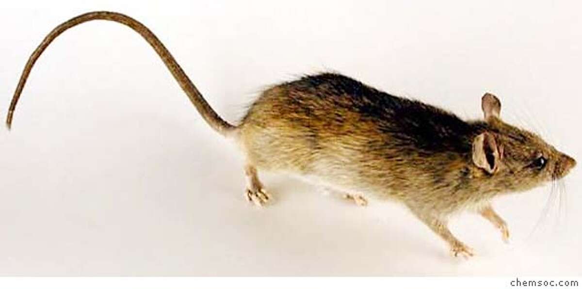 Oh, rats pests present persistent problem / Rodents find ways to get