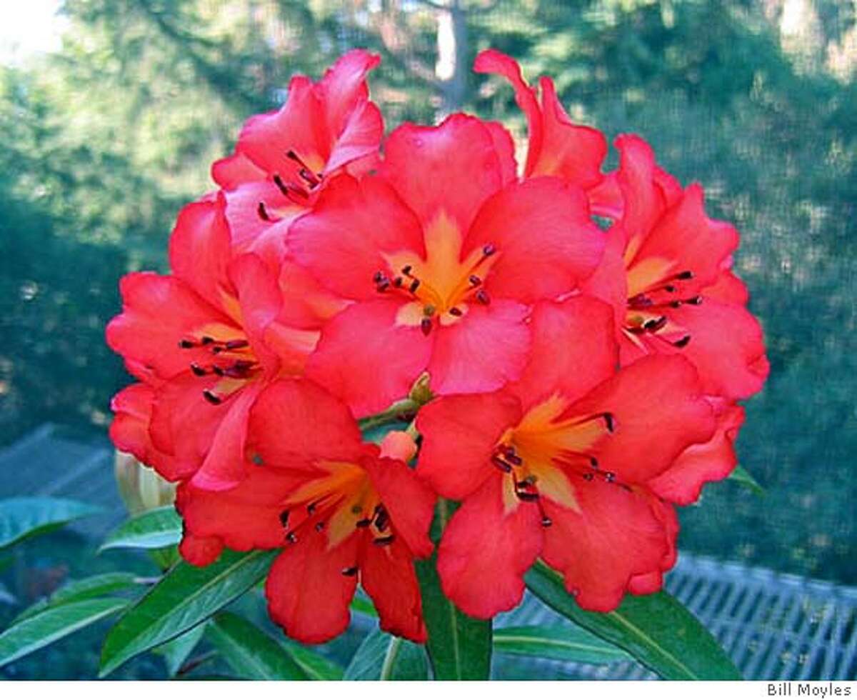 Rhododendron can thrive if it doesn't freeze