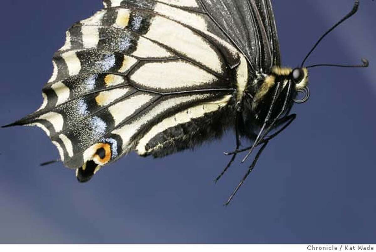 GLOBAL_BUTTERFLIES_591_KW_.jpg Papilio zelicaon Anise Swallowtail butterfly with its proboscis (a strawlike tongue) curled up tight shot in Oakland, Ca, but flown in from Asland, Or. on June 2, 2006.. Kat Wade/The Chronicle ** Mandatory Credit for San Francisco Chronicle and photographer, Kat Wade, Mags out