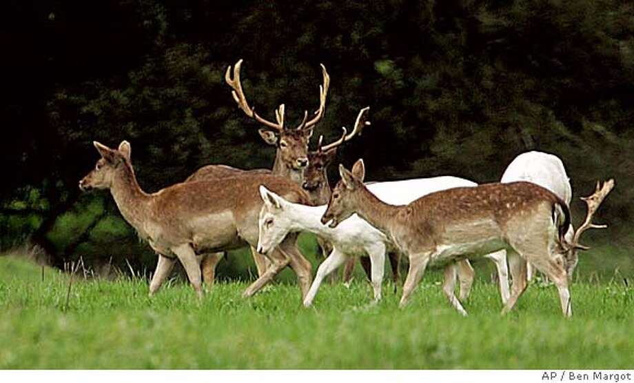 MARIN COUNTY / Point Reyes nonnative deer population to be reduced by contraceptives, culling