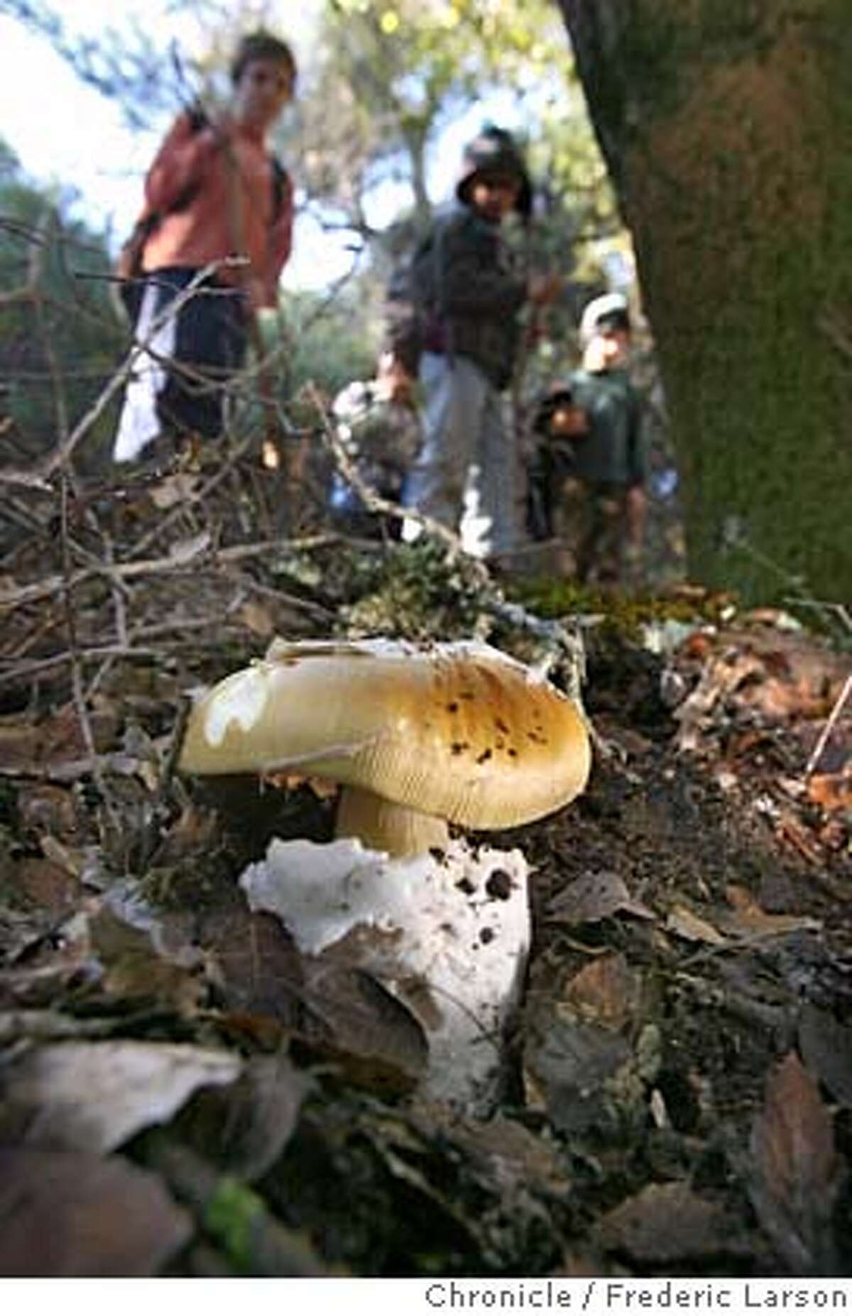 A small group took a Mushroom hike at Huddart County Park, to the west of the town of Woodside. The group is putting on the Fungus Fair at the Oakland Museum; this collection foray is to gather samples for that show, of both edible and poisonous varieties. 12/2/06 {Photographed by Frederic Larson} MANDATORY CREDIT FOR PHOTOGRAPHER AND SAN FRANCISCO CHRONICLE/ -MAGS OUT