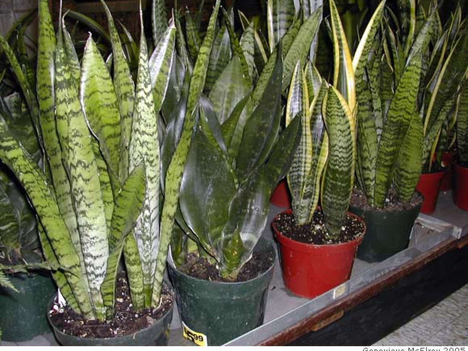 Droopy mother-in-law plant in the bathroom may have root rot / That's what  happens when dryland plant gets too much water