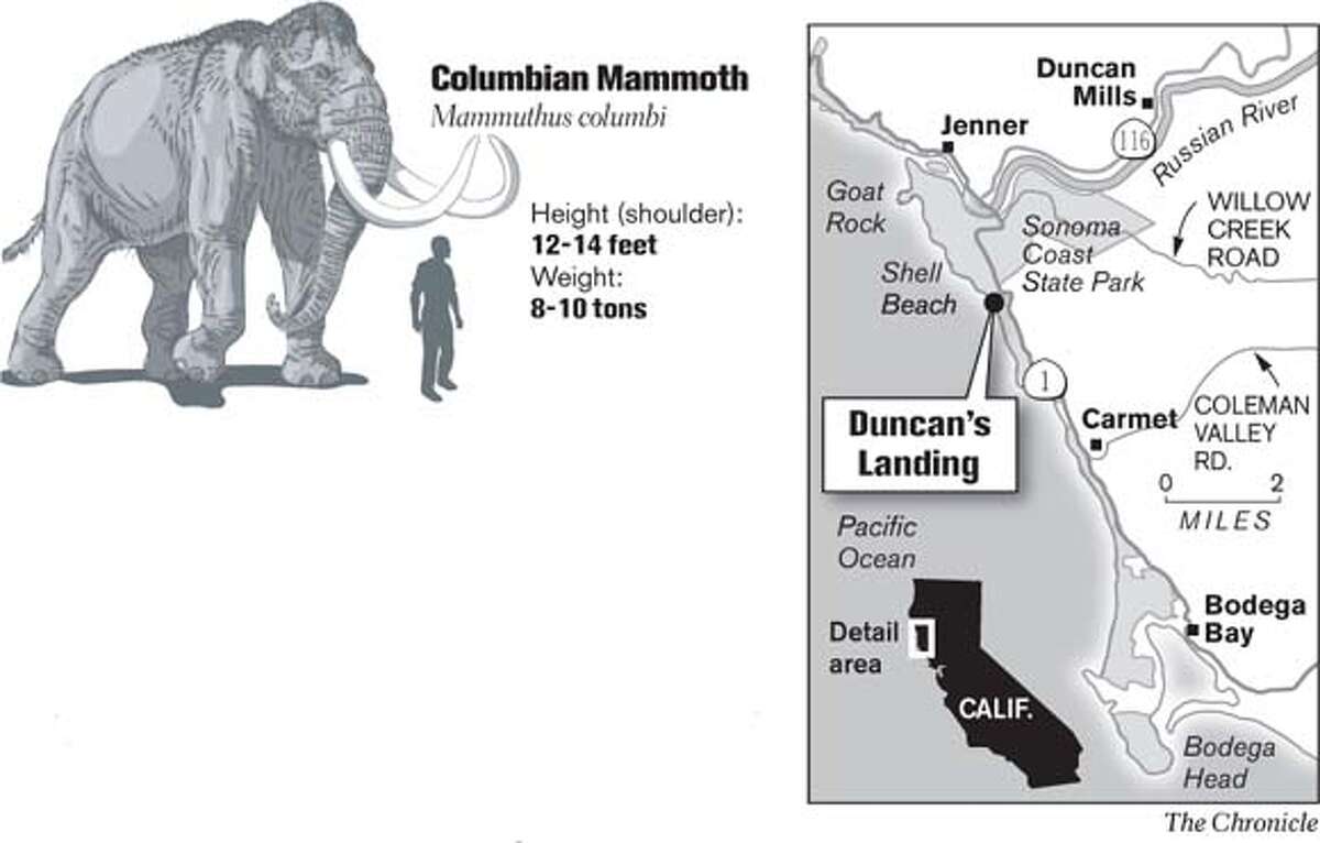 Columbian Mammoth. Chronicle Graphic