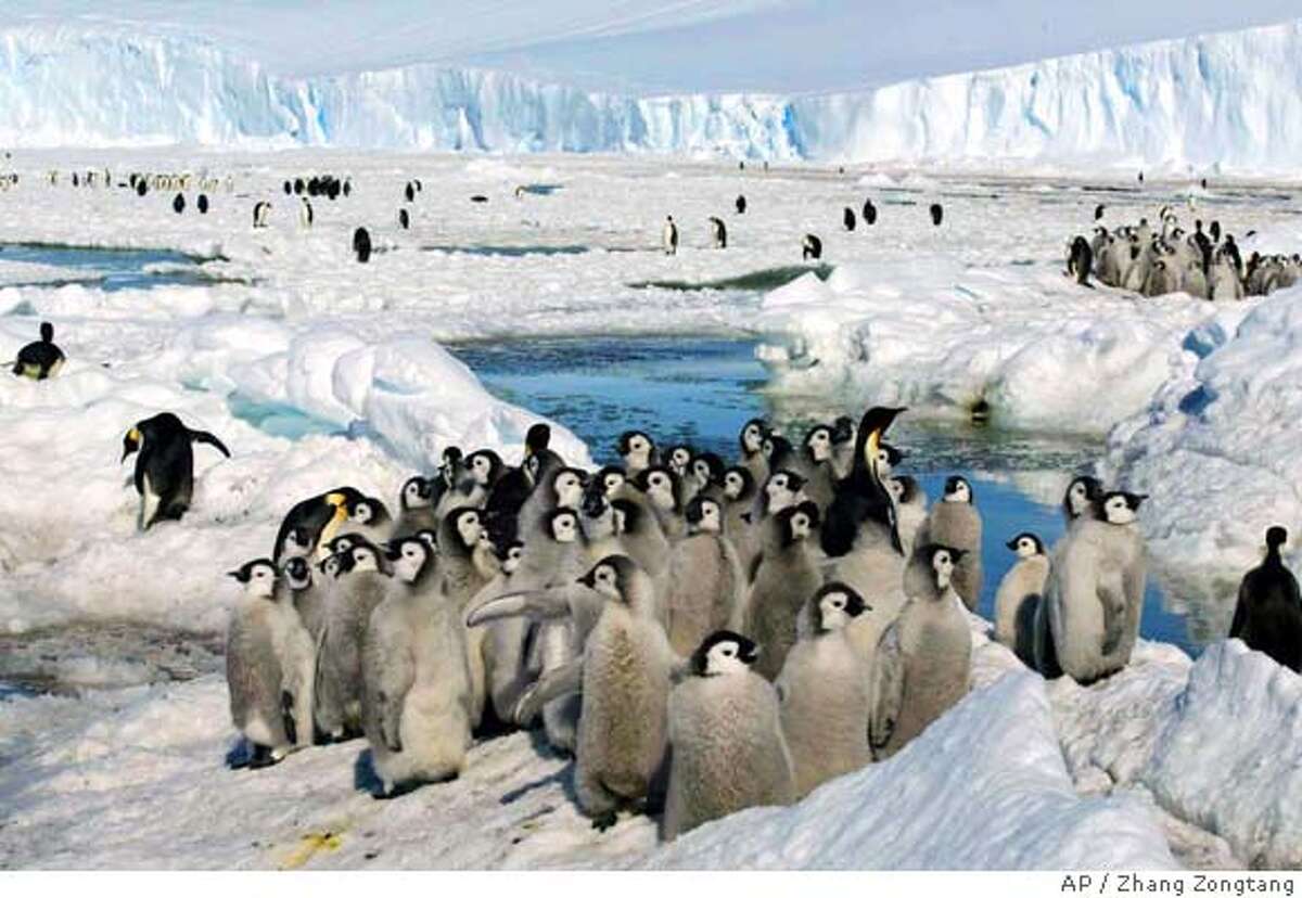 China's Xinhua News Agency released this photo Monday, Jan. 23, 2006, shows crowds of emperor penguins on the ice in Antarctica on December 21, 2005. (AP Photo /Xinhua, Zhang Zongtang) XINHUA PHOTO