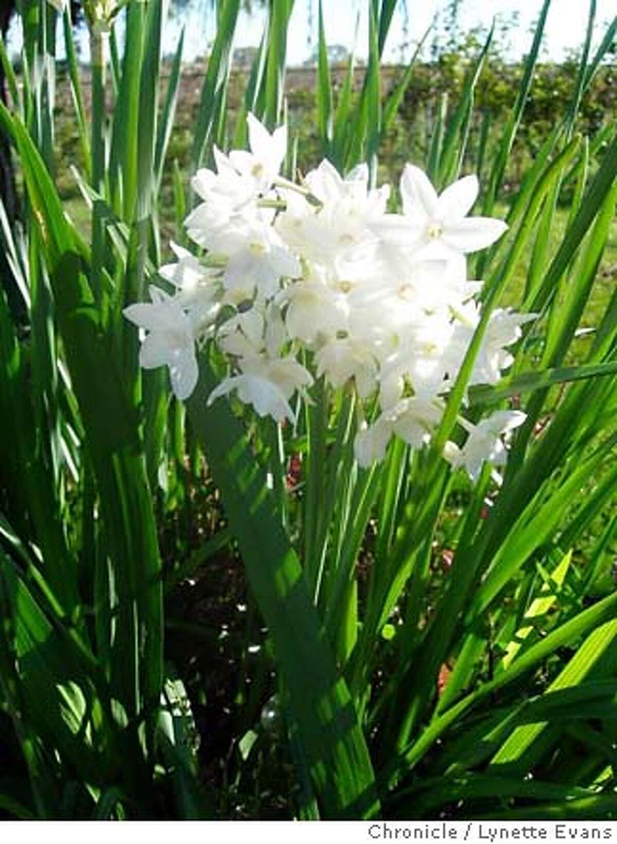 Spectacular outdoors, paperwhites can be forced to bloom early indoors. Their fragrant blooms are a winter tradition for many. Chronicle photo by Lynette Evans