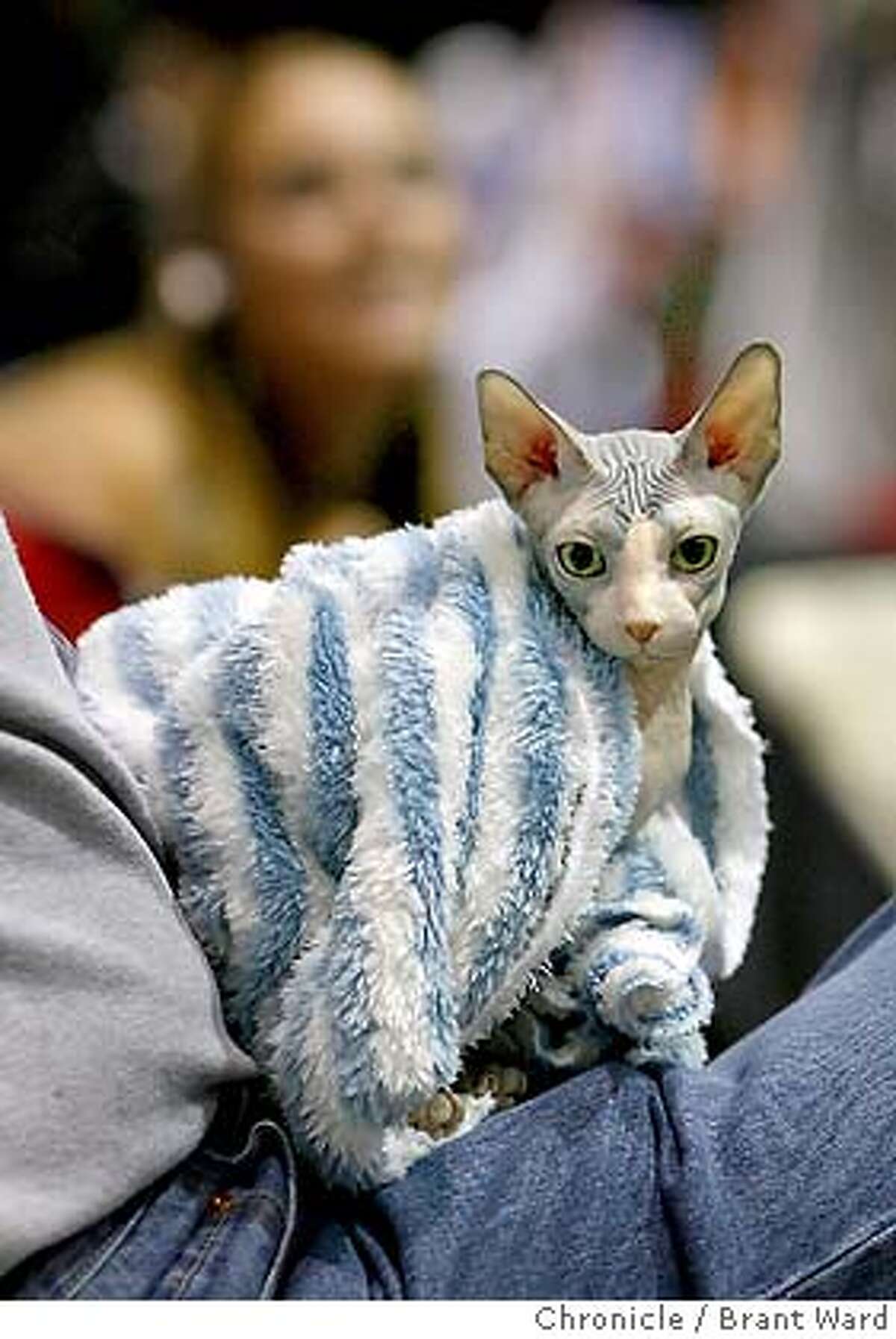 catparty190.JPG A five month old winner at the cat show, "Turbo" gets warm in his owners lap. Turbo is a Sphynx from Bend, Oregon. The 19th annual Cat Fanciers" Association cat show was held at the San Mateo County Expo over the weekend. More than 750 cats representing 41 breeds attracted cat fanciers from all over the nation. This is the most prestigious competition in the pedigreed cat world. {Brant Ward/San Francisco Chronicle}11/19/06