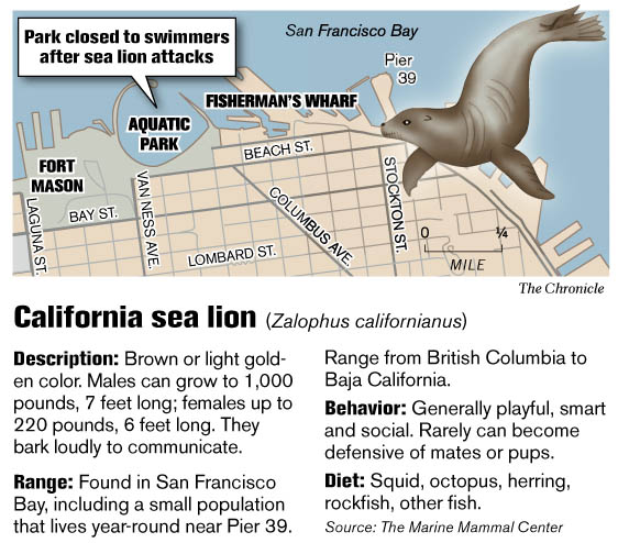 Sea lions are attacking swimmers in the San Francisco Bay