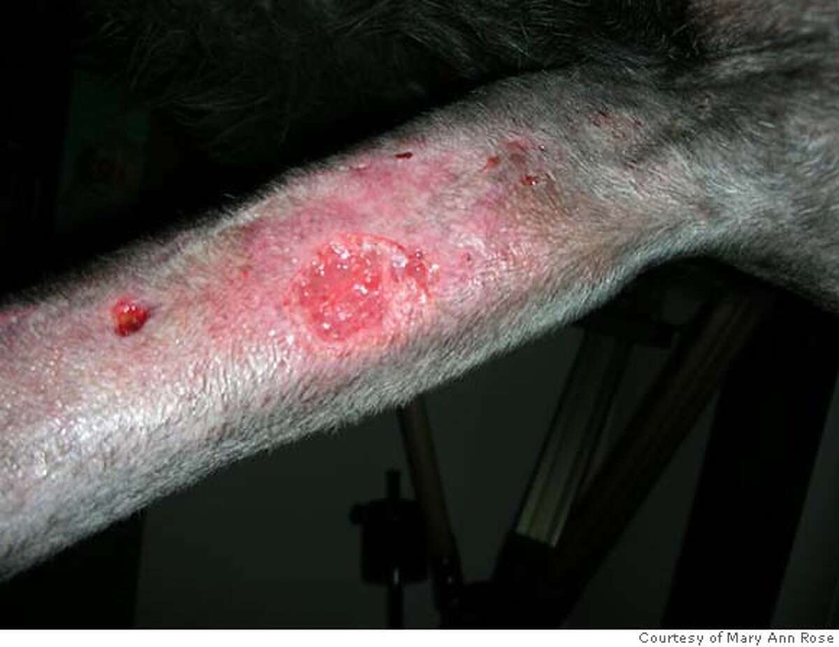 Superbug bites dog / Drug resistant staph infections aren't just for humans anymore