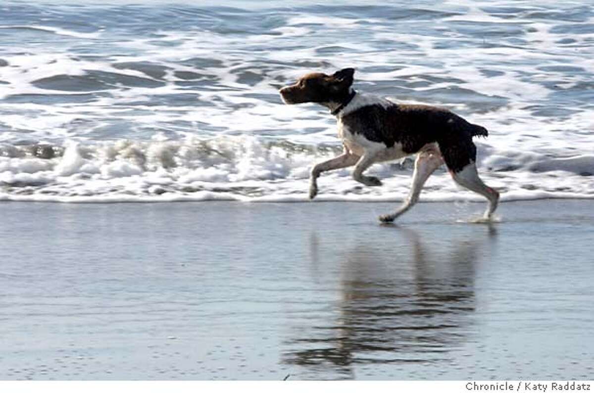 SAN FRANCISCO / New leash rules installed to protect rare bird