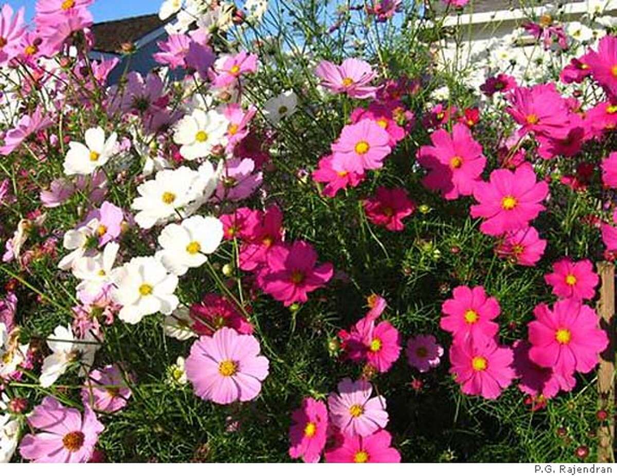 PICK OF THE WEEK / Cosmos needs sunny spot to thrive