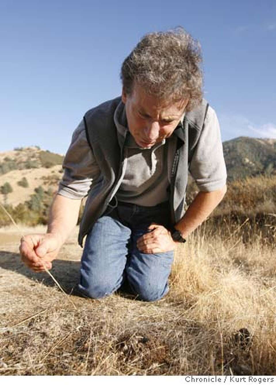 Why Are Bay Area Tarantulas Emerging From Their Burrows Sex Naturally