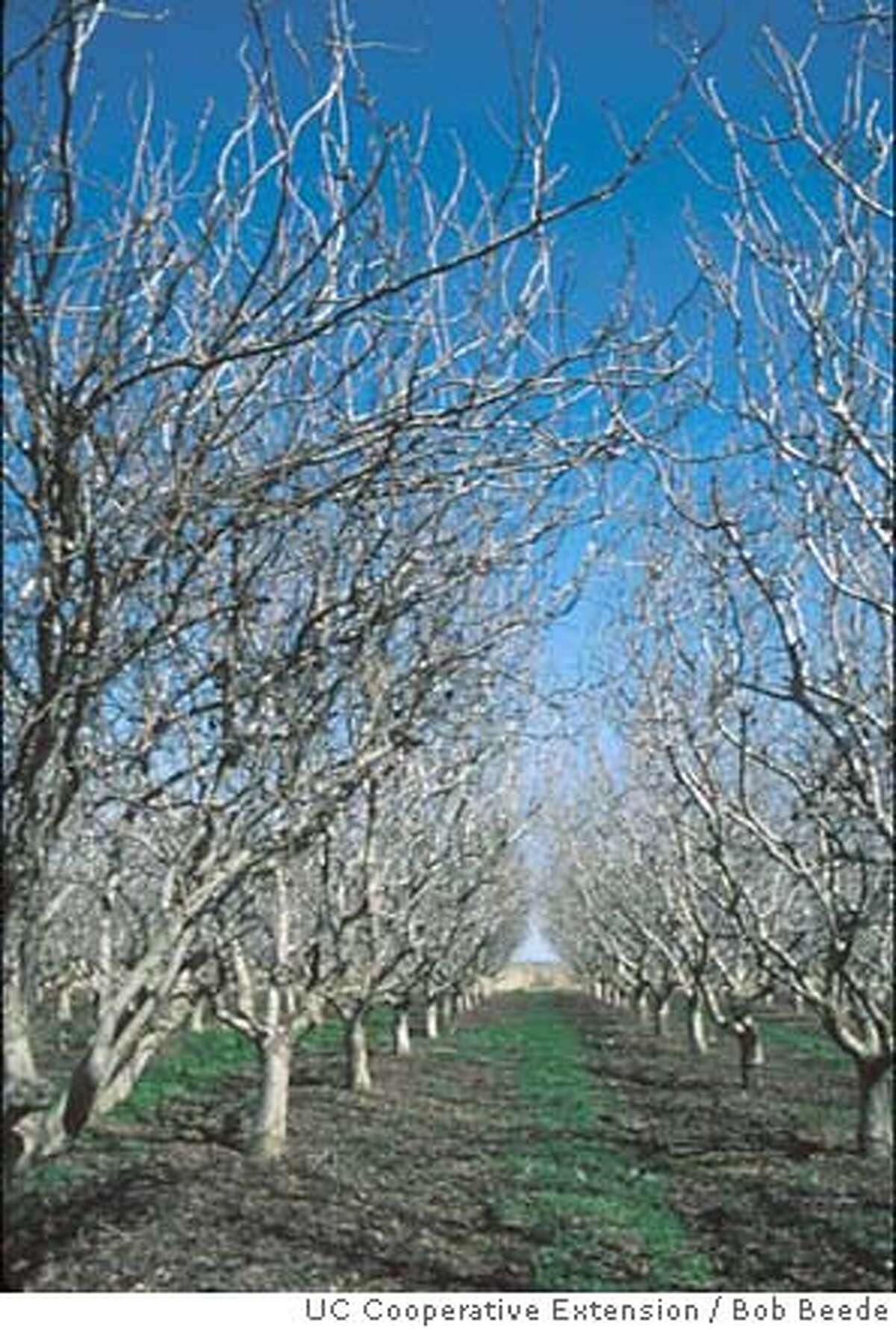 Growers try to balance annual tree yields