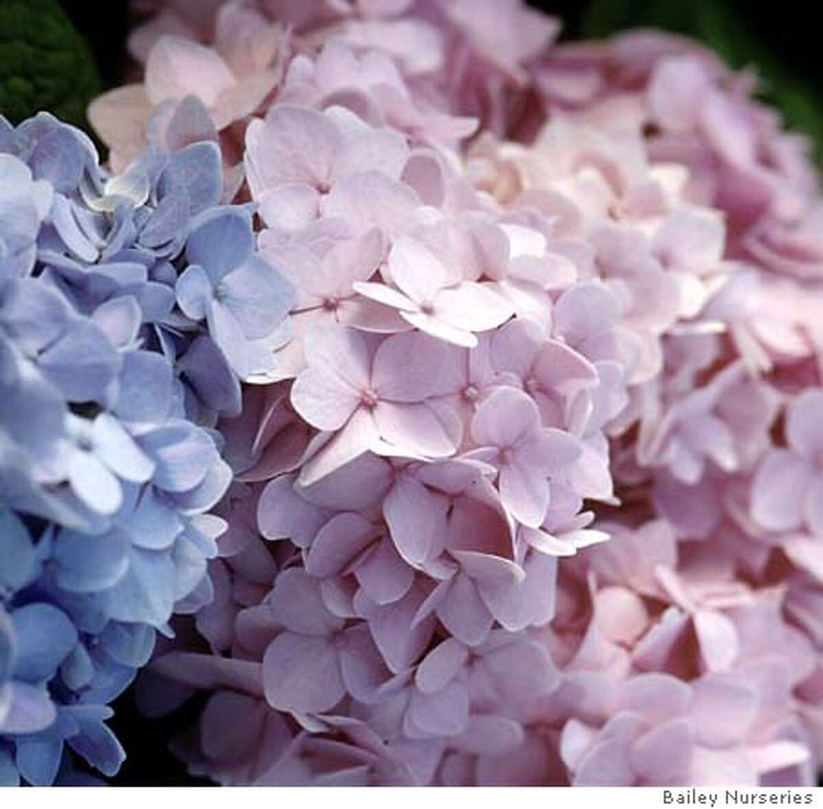 Hydrangeas have a demanding beauty