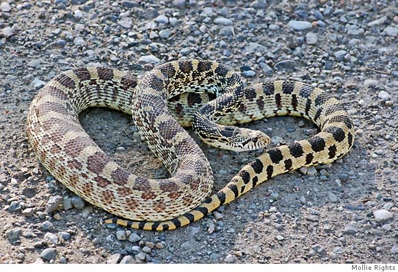 Snakes are welcome in park's backyard / Creature was just looking for a ...