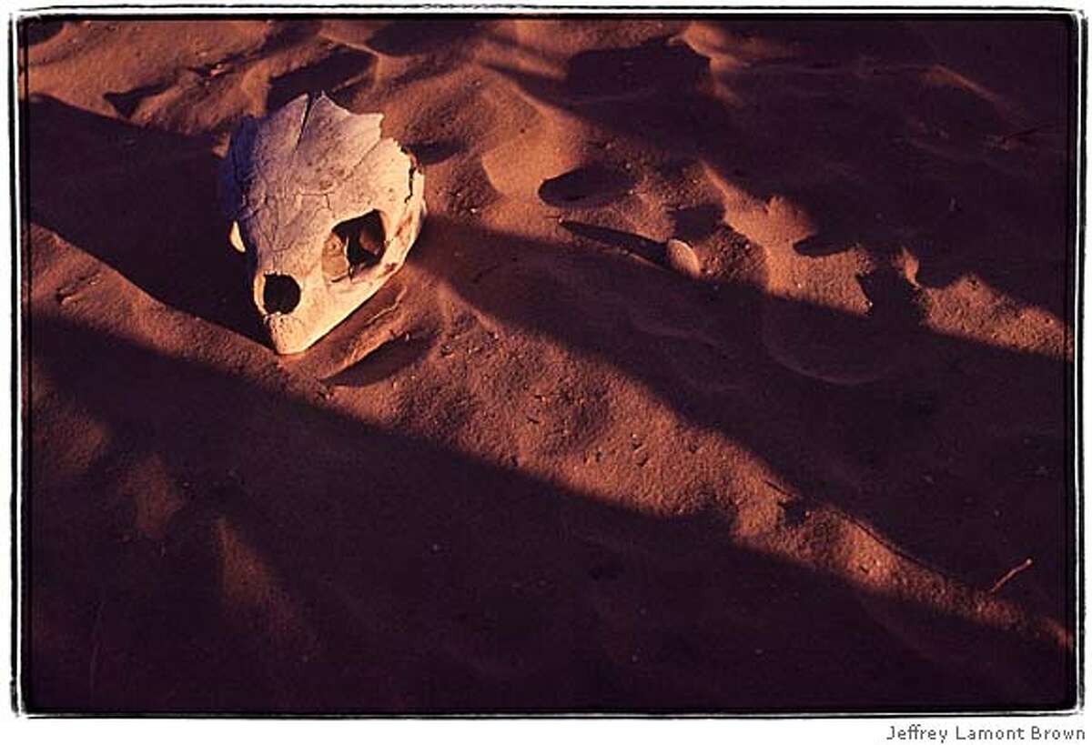 sea turtle skull on a baja califorbnia beach. A sign of sea turtle bycatch and poaching for the lucrative black market. one time use only