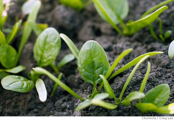 Gardeners don't have to give up spinach