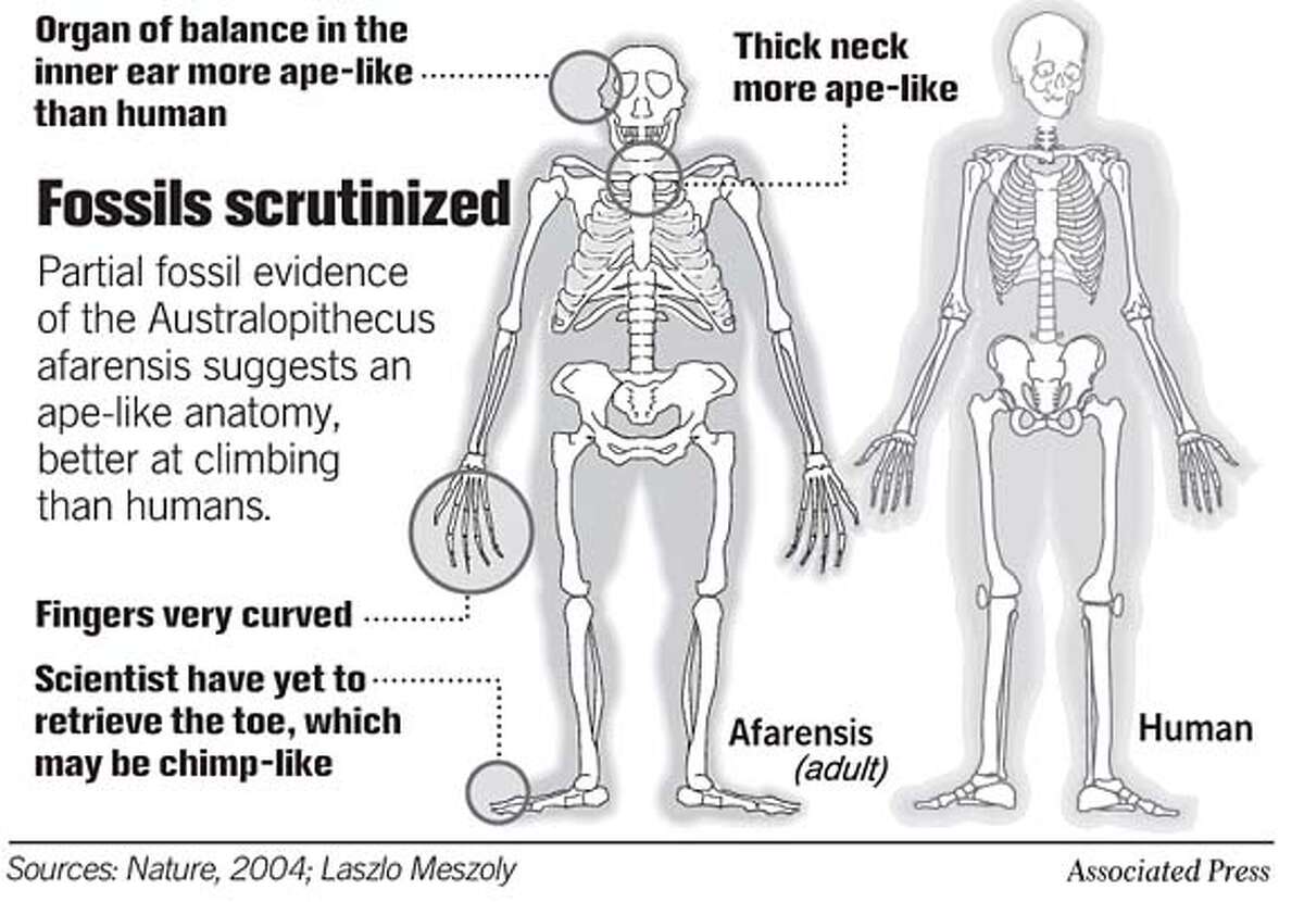 Fossils Scrutinized. Associated Press Graphic