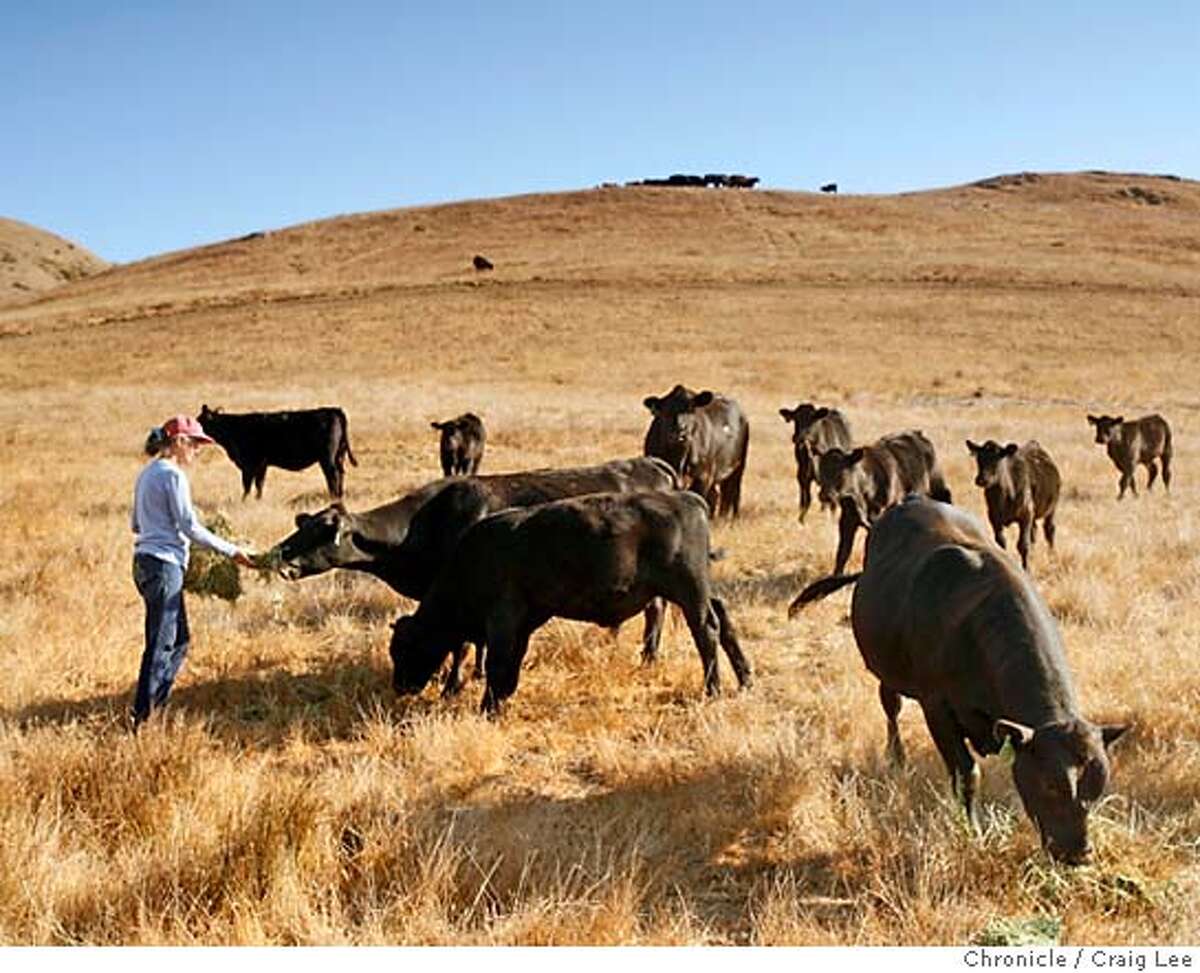 MEAT_252_cl.JPG Story about people buying meat directly from ranches. This one is the ranch of Mike and Sally Gale at Chileno Valley Ranch outside of Petaluma. Photo of Sally feeding the cows. Craig Lee / The Chronicle MANDATORY CREDIT FOR PHOTOG AND SF CHRONICLE/ -MAGS OUT