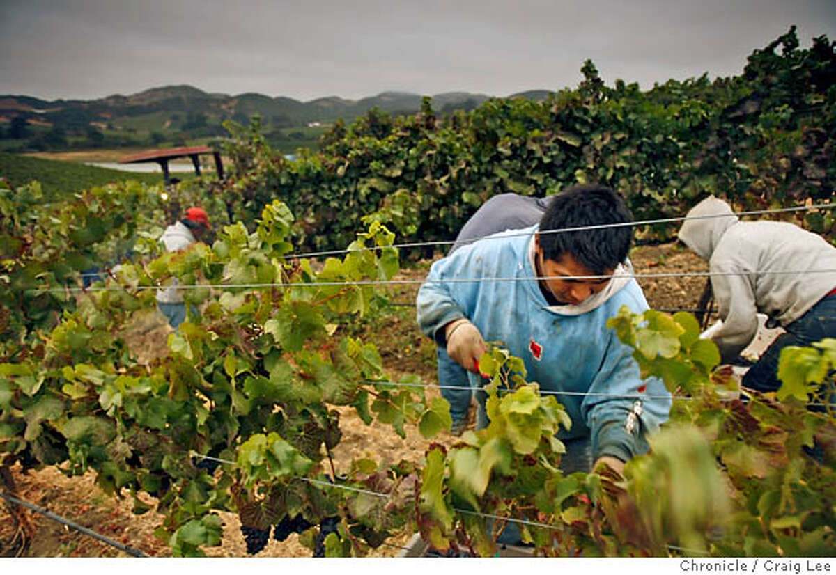 HARVEST15_243_cl.JPG Grape harvest at Domiane Carneros. They are harvesting Pinot Noir for their sparkling wines. Craig Lee / The Chronicle MANDATORY CREDIT FOR PHOTOG AND SF CHRONICLE/ -MAGS OUT