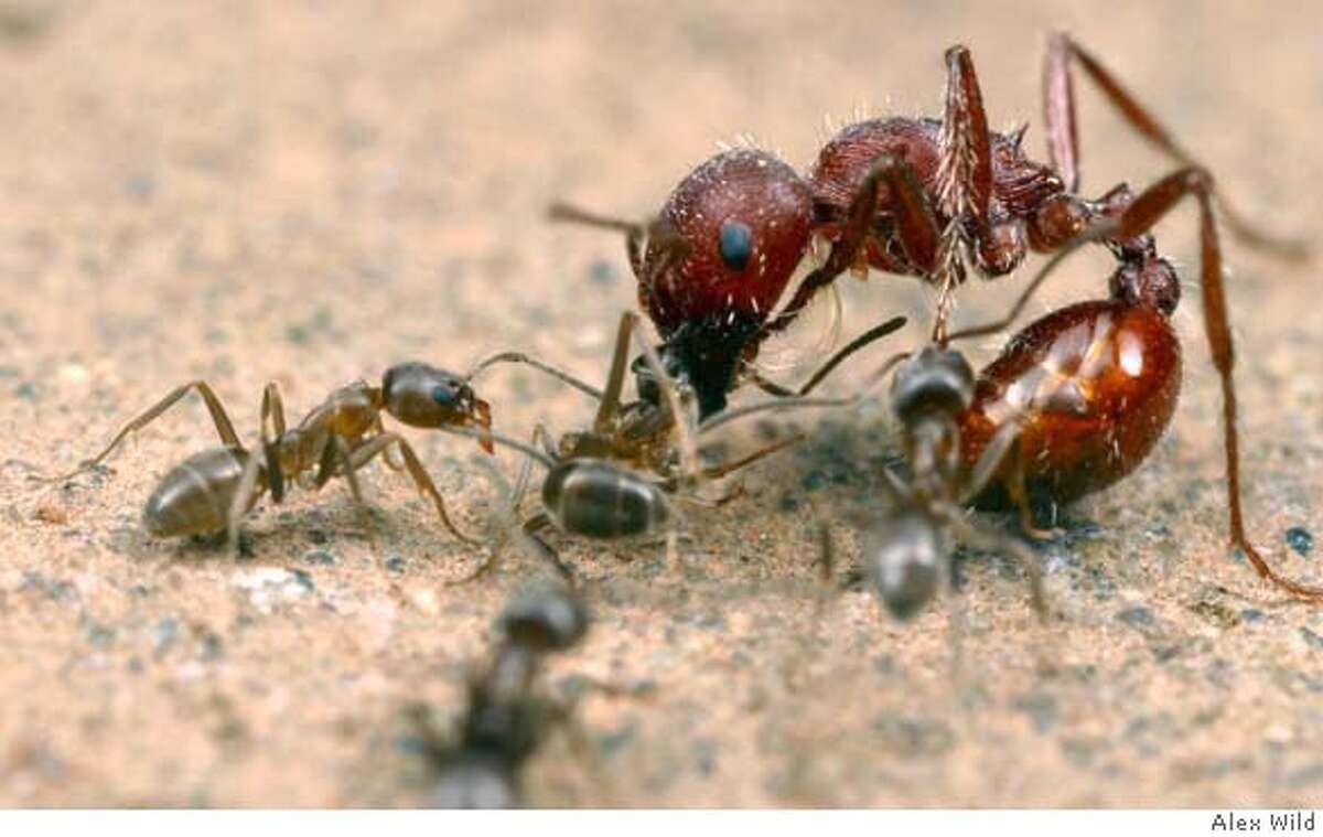 Argentine ants (Linepithema humile) attack a native seed-harvesting ant (Pogonomyrmex) in California. Photo credit: Alex Wild