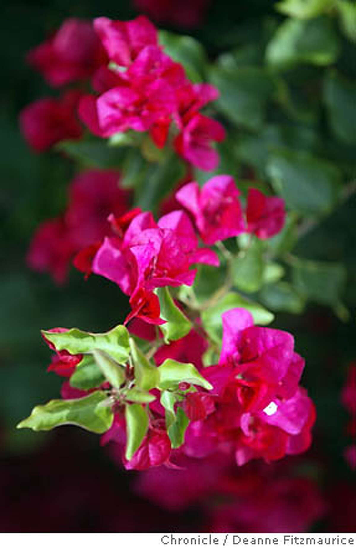 is bougainvillea toxic to dogs