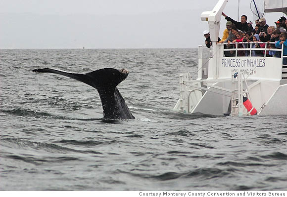 Tall tails of Northern California / Whales come out in force, but blue ...