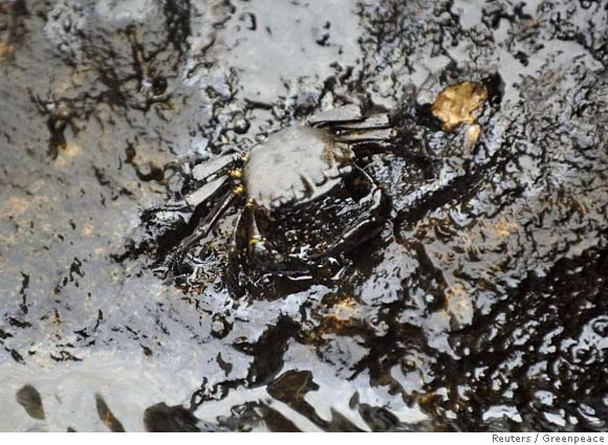 An oil-covered crab is seen in the harbour of Tabarja, north of Beirut, in this handout photo taken August 17, 2006 and released on August 23, 2006. Israel's strikes on fuel storage tanks at the Jiyyeh power plant south of Beirut on July 13 and 15 led to a leaking of an estimated 10,000-15,000 tonnes of heavy fuel oil into the Mediterranean Sea, according to U.N. and Lebanese estimates. NO ARCHIVES EDITORIAL USE ONLY REUTERS/Jeroen Oerlemans/Panos/Greenpeace/Handout (LEBANON) 0