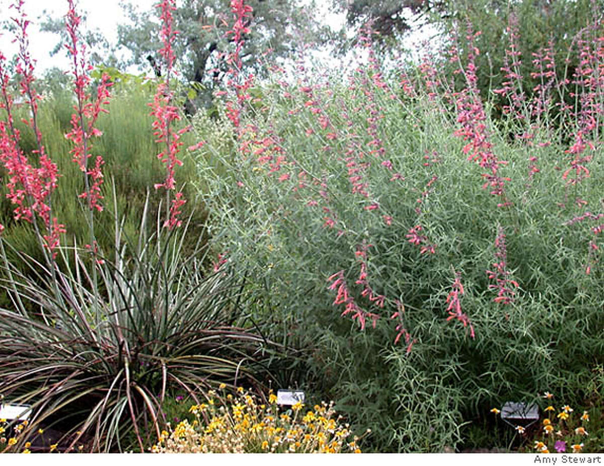 Southwestern look in Bay Area gardens / These stunning desert plants do