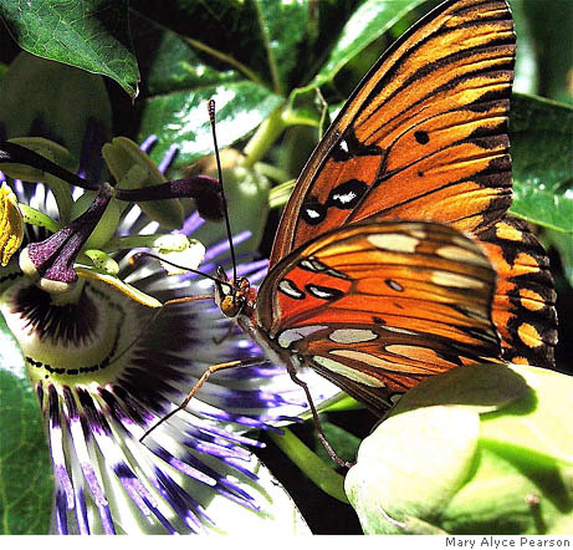 Cool Review About Passion Vine Butterfly