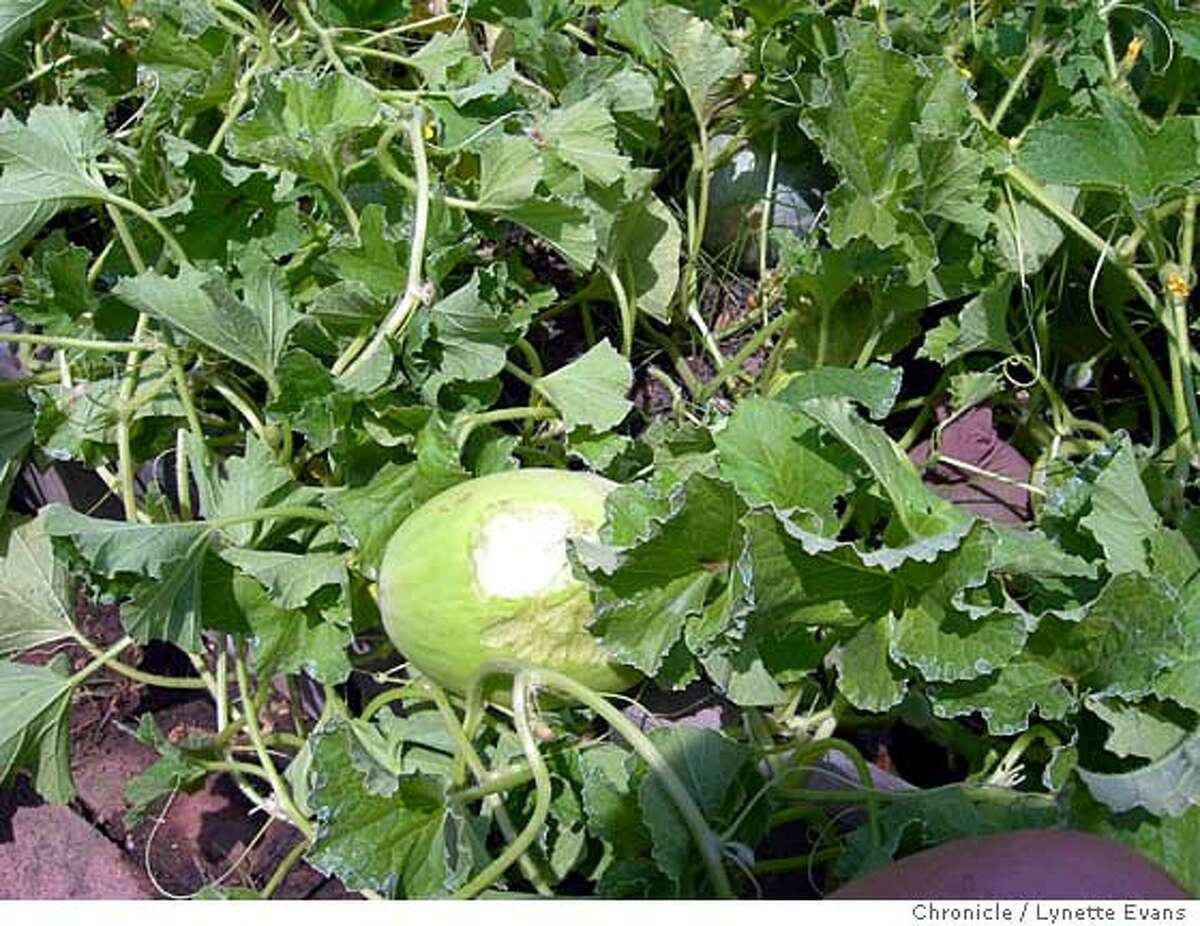 Tip of the week Bag melons as they grow