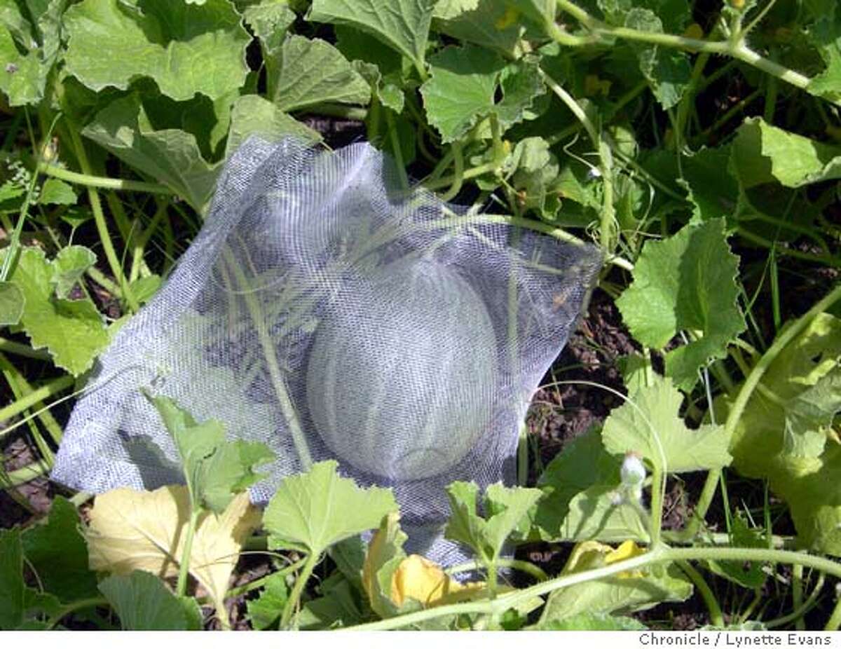 Tip of the week Bag melons as they grow