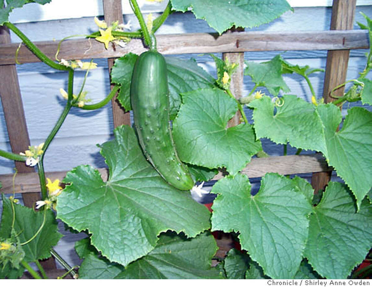 GARDENING TIP / Cucumbers are cool in a container