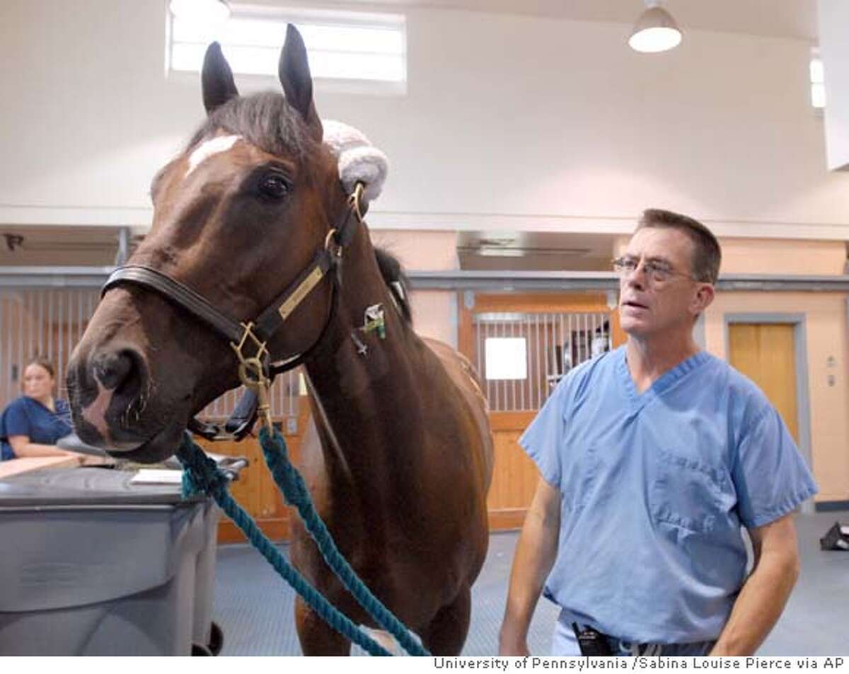 Vet Laments Barbaro S Laminitis