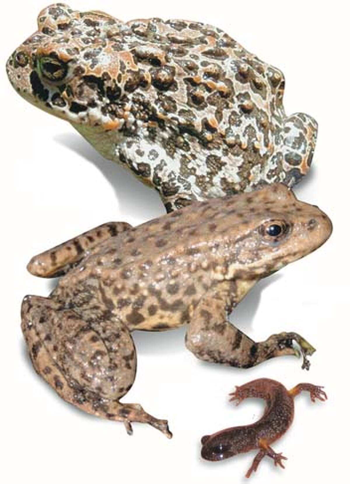 From top to bottom: Yosemite toad, Yellow-legged frog, Siskiyou salamander. Photos by I�igo Martinez-Solano and Noah Greenwald, special to the Chronicle
