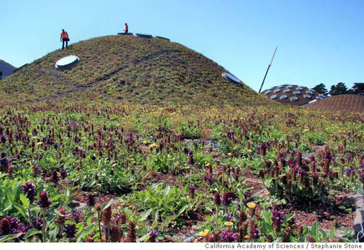 The California Academy Of Sciences Beautiful New Living Roof May Well Spark A Revolution