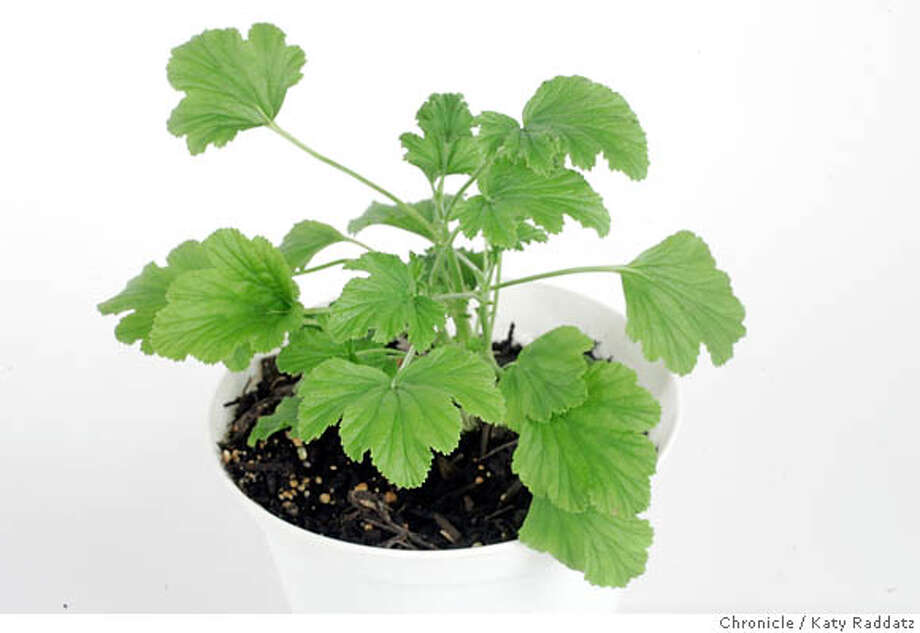 Scented geraniums expand a garden's cooking offerings SFGate