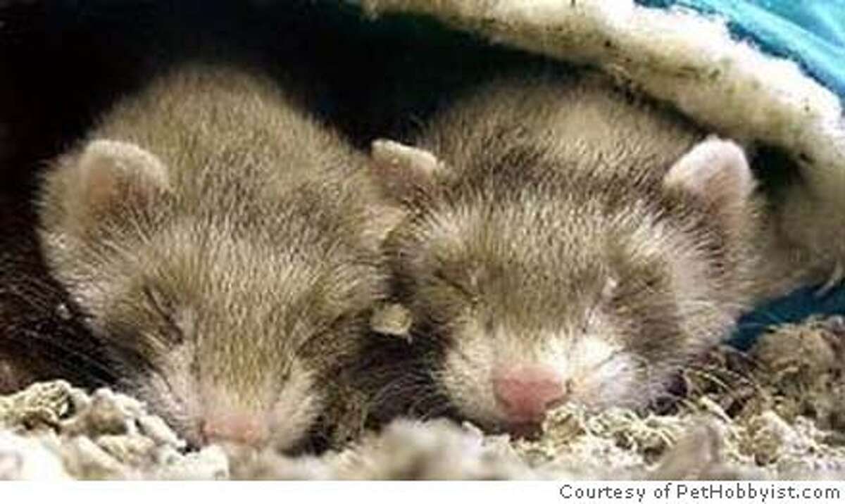 Will California's Ferrets Ever Get to Come in from the Cold?