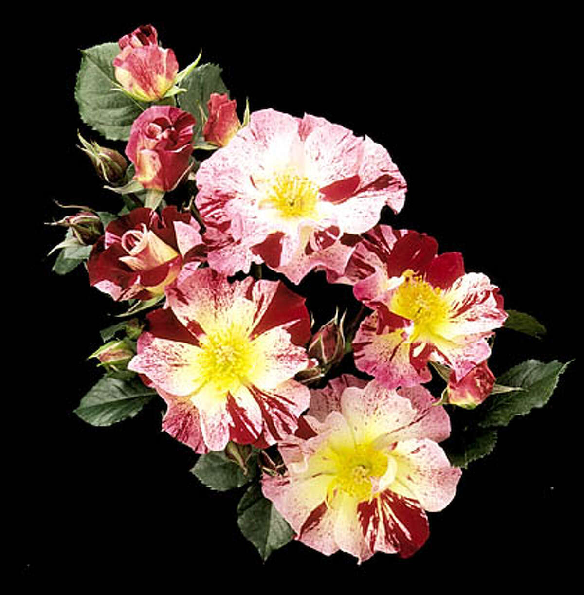 King of the roses / Tom Carruth has created more AllAmerica roses than