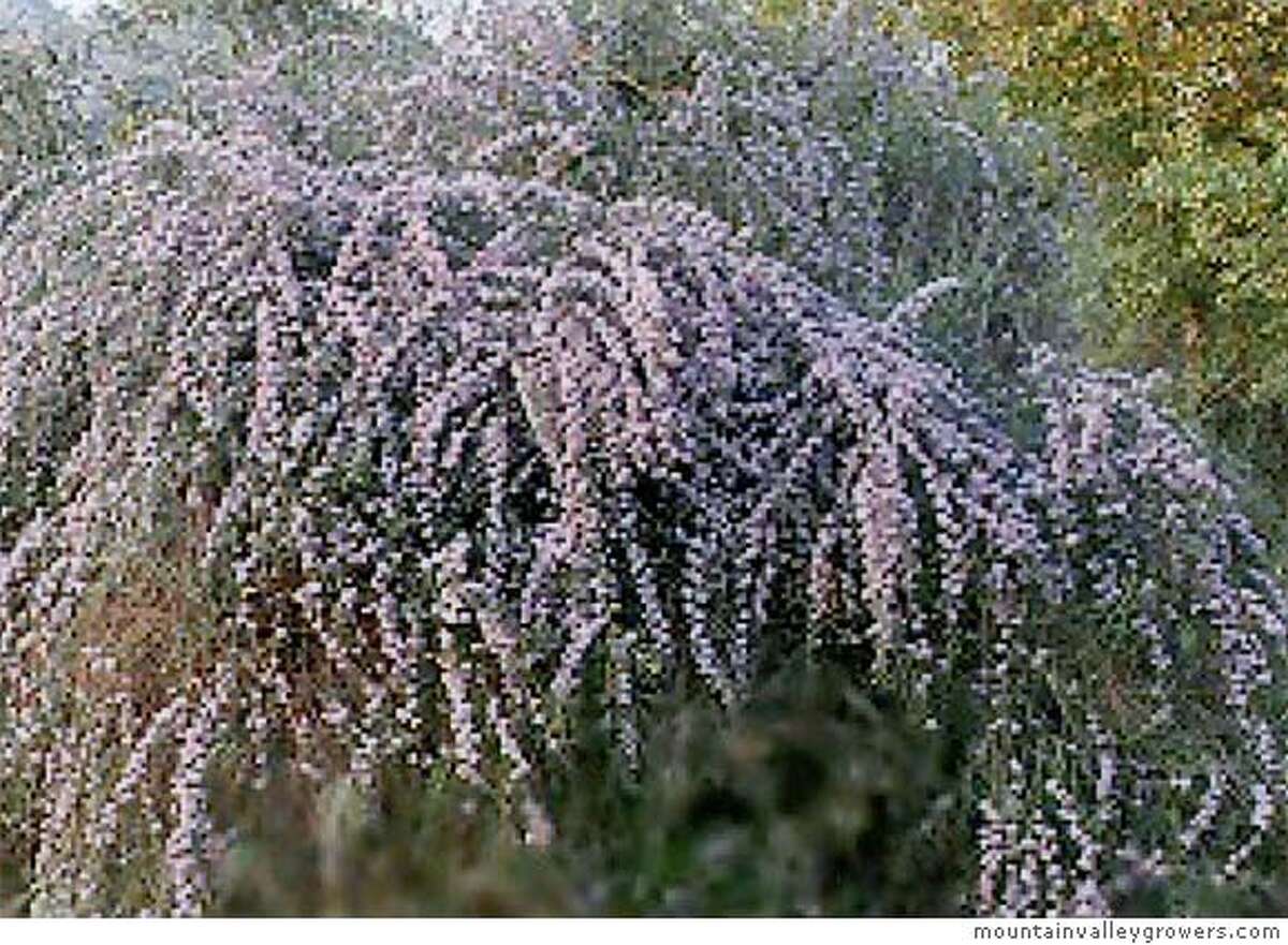 PICK OF THE WEEK: Buddleia alternifolia / Butterfly bushes serve more