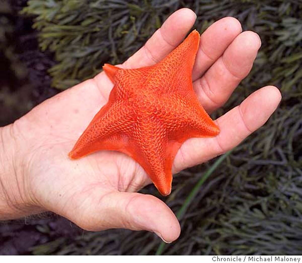 Ocean bluffs and tide pools best way to see the sea