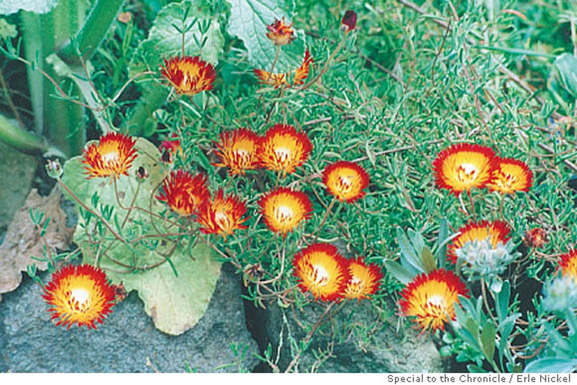 fantastic plants and rocks Phosphorescent Berry Flowers - Fantastic Plants and Rocks Vol. 3 - Print  Your Monsters main image 0